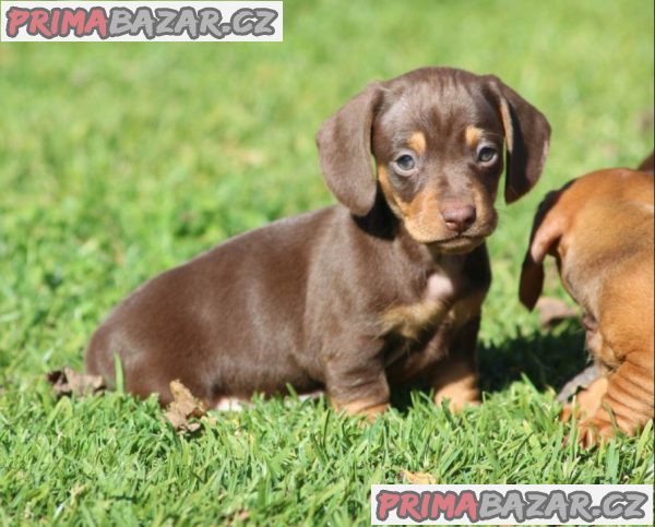 Prodám štěňátko Jezevčík, hladkosrstý fenečka. Prodám štěňátko Jezevčík, hladkosrstý fenečka.