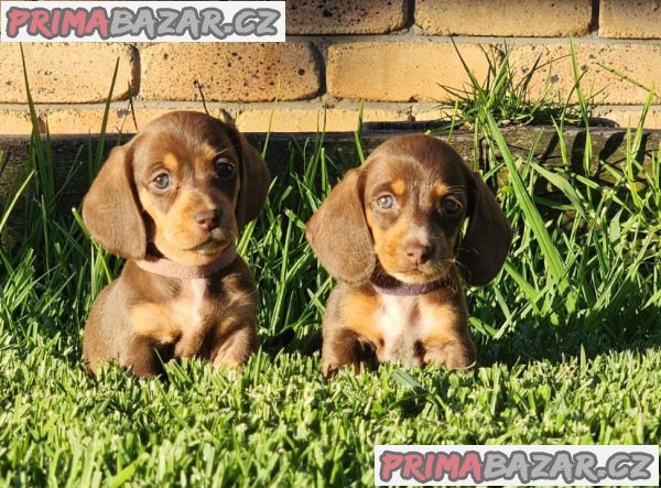 trpasličí štěňata jezevčíka hladkosrstého