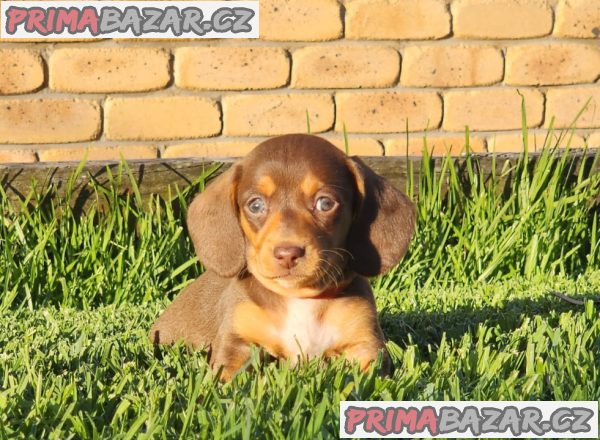 trpasličí štěňata jezevčíka hladkosrstého trpasličí štěňata jezevčíka hladkosrstého