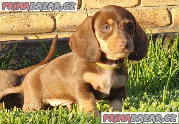 trpasličí štěňata jezevčíka hladkosrstého trpasličí štěňata jezevčíka hladkosrstého