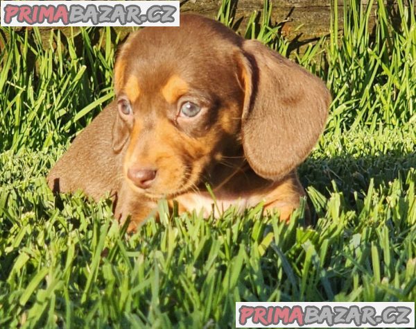 trpasličí štěňata jezevčíka hladkosrstého trpasličí štěňata jezevčíka hladkosrstého