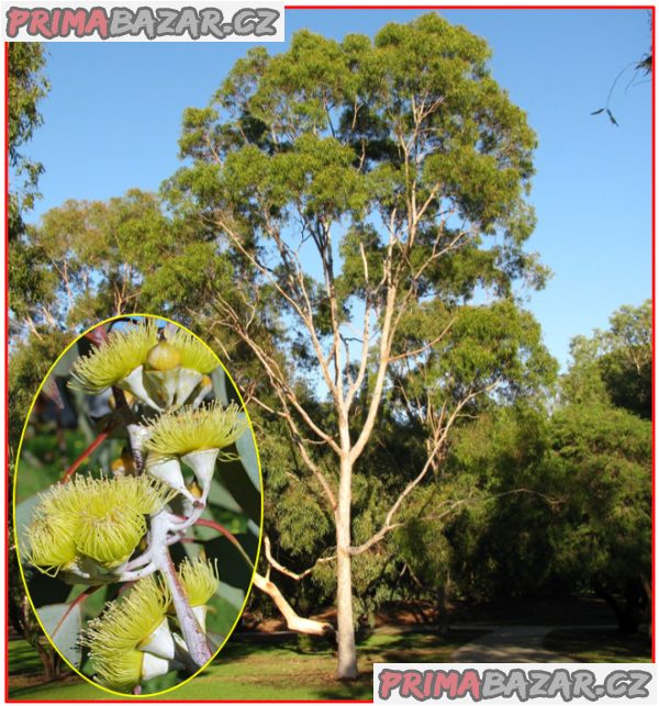 Eucalyptus citriodora - semena