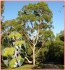 Eucalyptus citriodora - semena