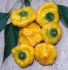 Chilli Jamaican Yellow - semena