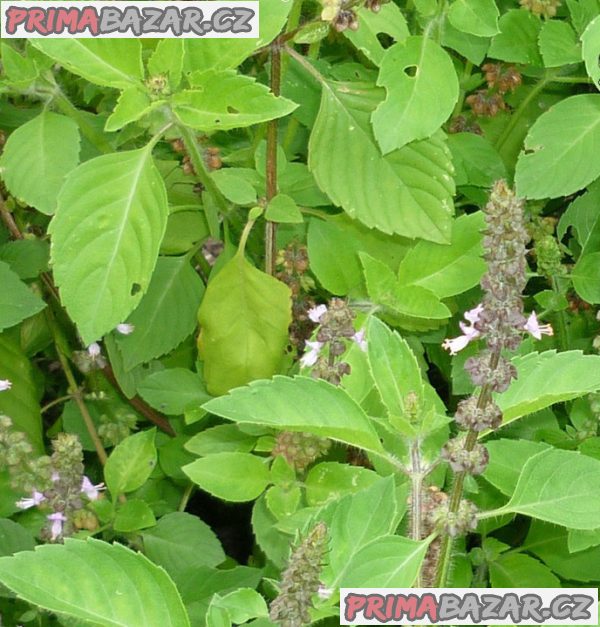 Bazalka svatá Thulsi - semena