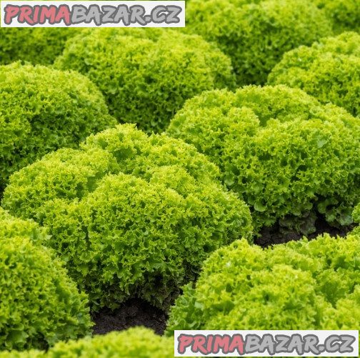 Salát listový Green Curled Leaved -semena