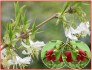 Lonicera Fragrantissima - Zimolez vonný - semena