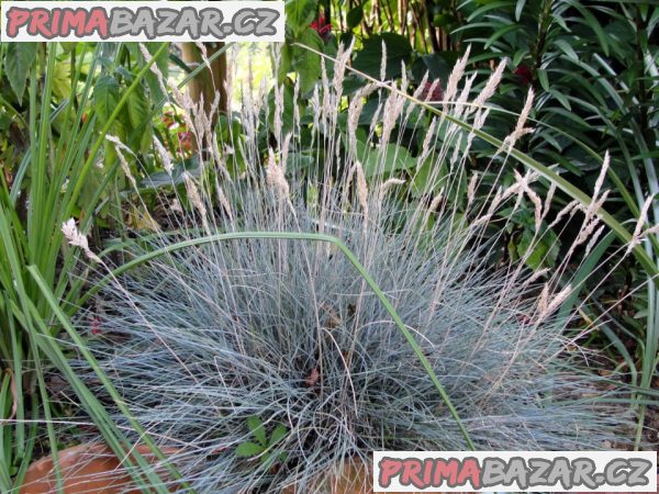 Festuca Glauca - semena