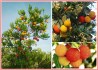 Arbutus Unedo - semena