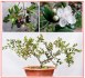Luma apiculata - semena