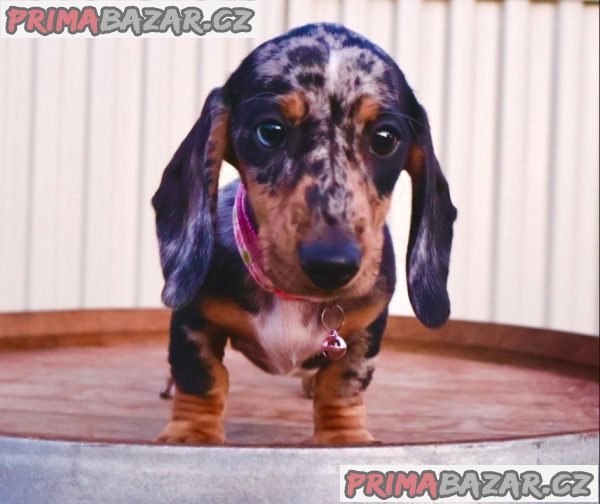 Prodám nádherná štěňátka jezevčíků.