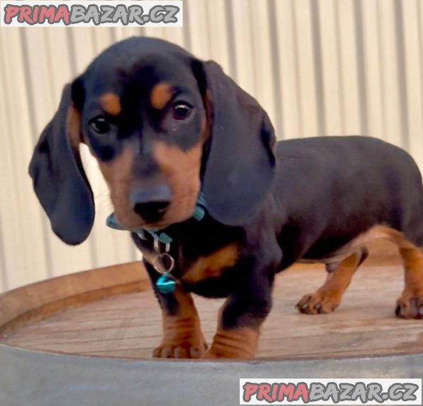 Prodám nádherná štěňátka jezevčíků. Prodám nádherná štěňátka jezevčíků.