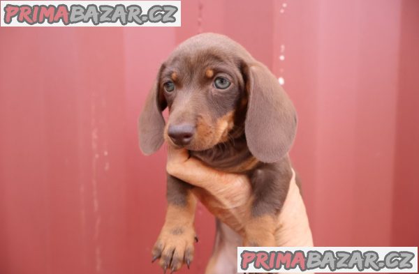 Prodám nádherná štěňátka jezevčíků. Prodám nádherná štěňátka jezevčíků.