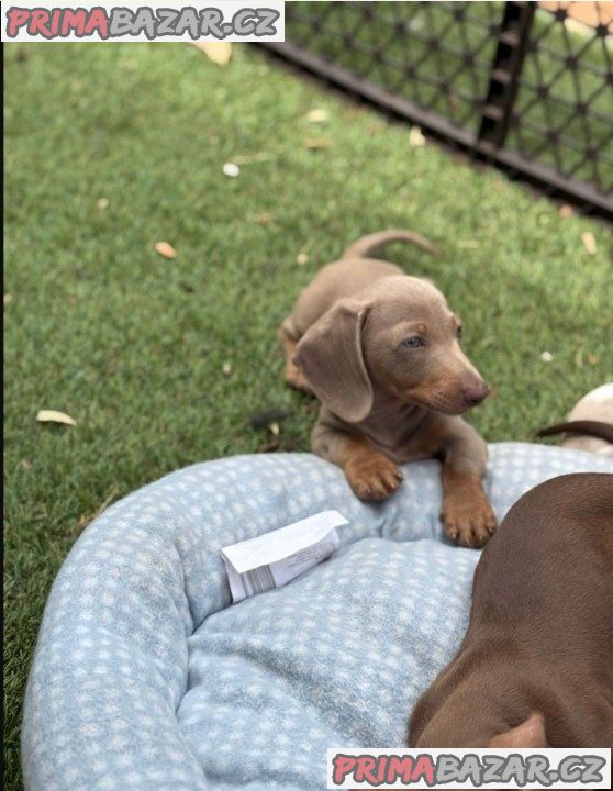 Prodám nádherná štěňátka jezevčíků. Prodám nádherná štěňátka jezevčíků.
