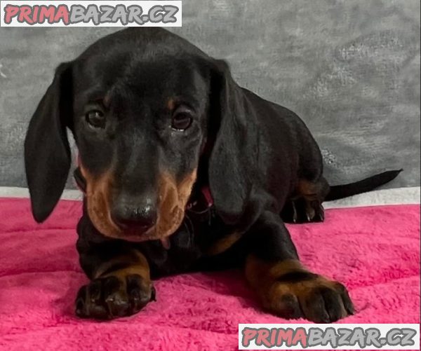 Prodám nádherná štěňátka jezevčíků. Prodám nádherná štěňátka jezevčíků.