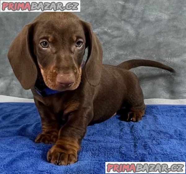 Prodám nádherná štěňátka jezevčíků. Prodám nádherná štěňátka jezevčíků.