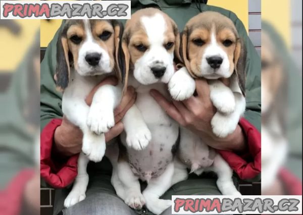Bígl štěňátka Bígl štěňátka