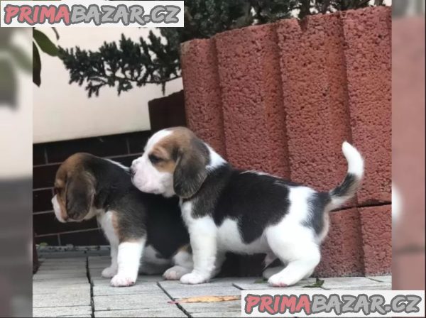 Bígl štěňátka Bígl štěňátka