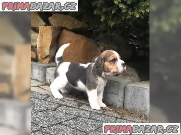 Bígl štěňátka Bígl štěňátka