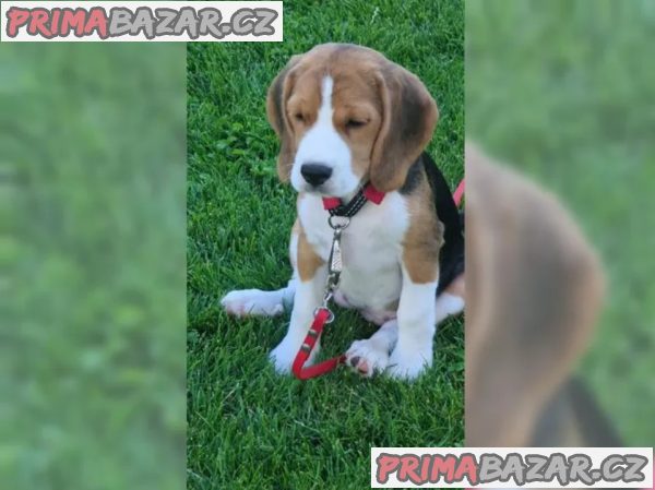 Štěně bígla Štěně bígla