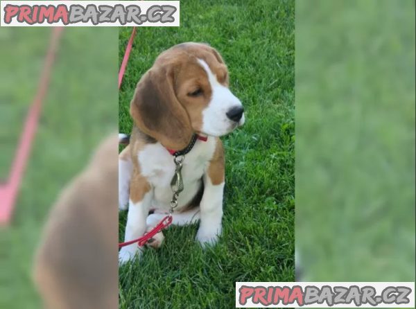 Štěně bígla Štěně bígla