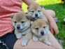 Štěňata Shiba-Inu s PP FCI - odběr na Vánoce