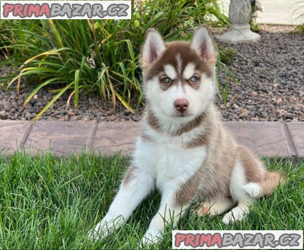 Čistokrevná štěňata sibiřského huskyho