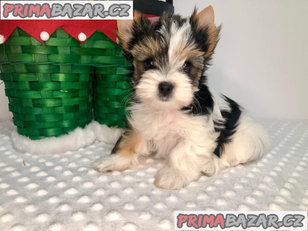 Jorkširský teriér s PP - fenky Jorkširský teriér s PP - fenky