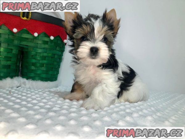 Jorkširský teriér s PP - fenky Jorkširský teriér s PP - fenky