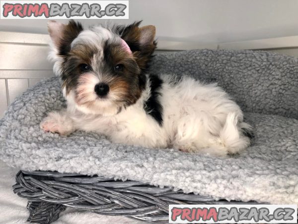 Jorkširský teriér s PP - fenky Jorkširský teriér s PP - fenky