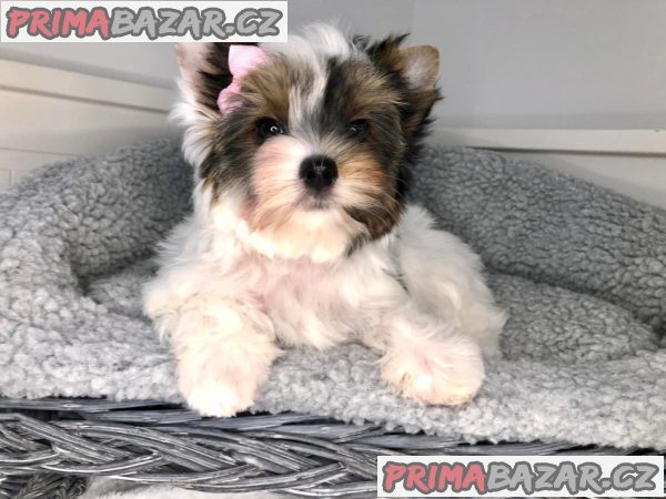 Jorkširský teriér s PP - fenky Jorkširský teriér s PP - fenky