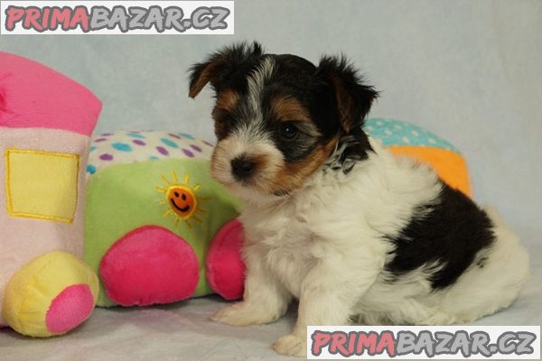 Krásní Biewer Yorkshire teriéři hledají své trvalé domovy