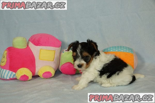 Krásní Biewer Yorkshire teriéři hledají své trvalé domovy Krásní Biewer Yorkshire teriéři hledají své trvalé domovy