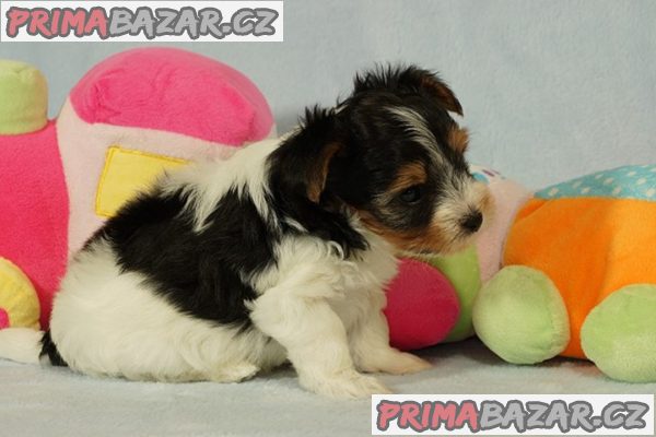 Krásní Biewer Yorkshire teriéři hledají své trvalé domovy Krásní Biewer Yorkshire teriéři hledají své trvalé domovy