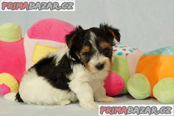 Krásní Biewer Yorkshire teriéři hledají své trvalé domovy Krásní Biewer Yorkshire teriéři hledají své trvalé domovy