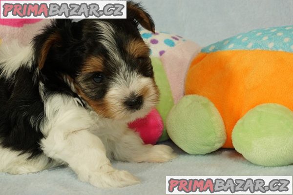 Krásní Biewer Yorkshire teriéři hledají své trvalé domovy Krásní Biewer Yorkshire teriéři hledají své trvalé domovy