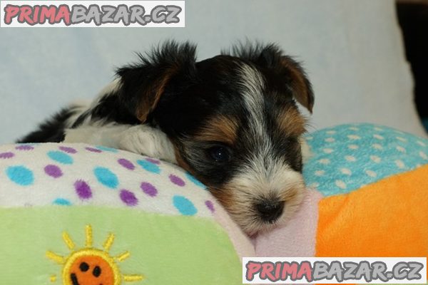 Krásní Biewer Yorkshire teriéři hledají své trvalé domovy Krásní Biewer Yorkshire teriéři hledají své trvalé domovy