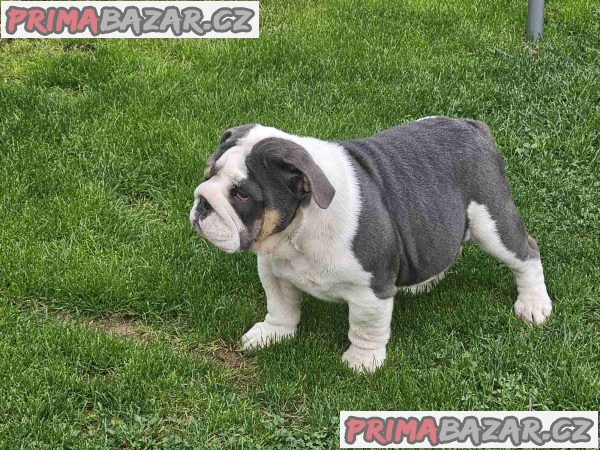English bulldog