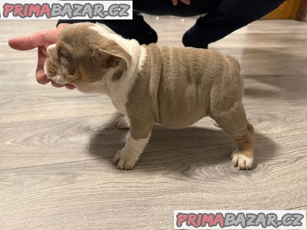 English bulldog English bulldog