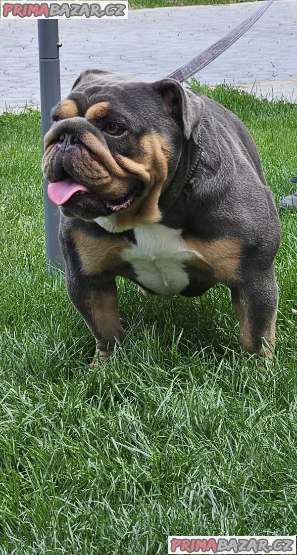English bulldog English bulldog