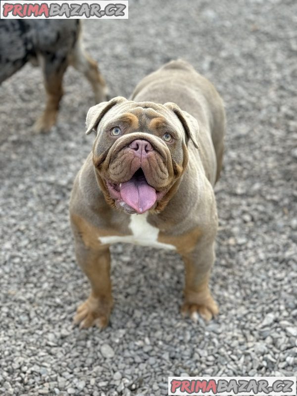 English bulldog English bulldog