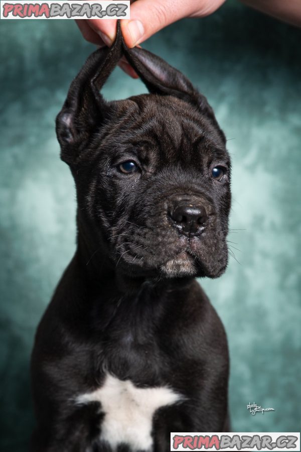 Cane Corso puppies