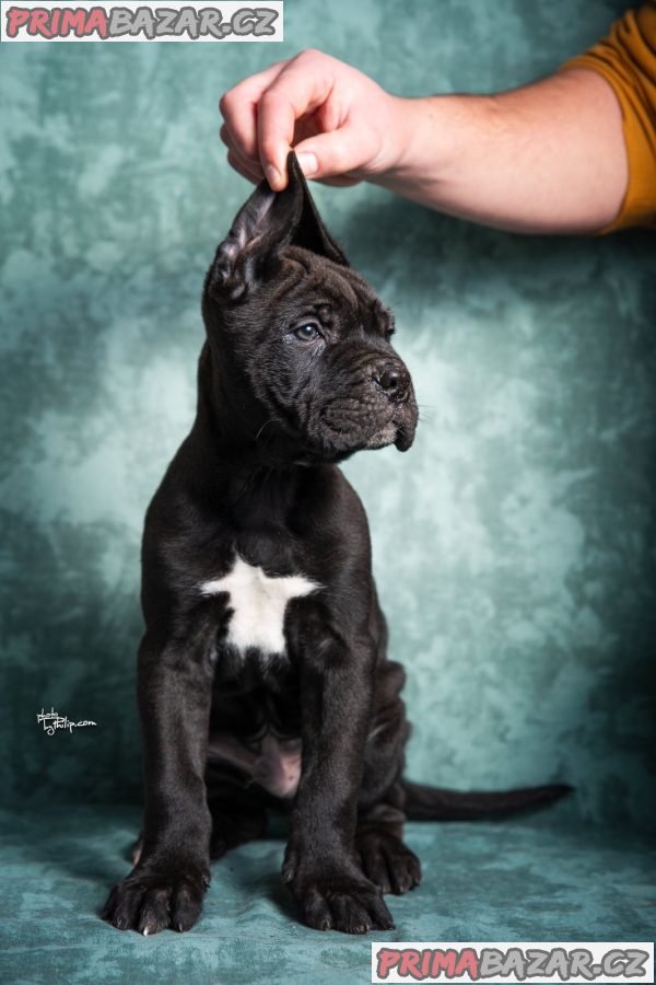 Cane Corso puppies Cane Corso puppies