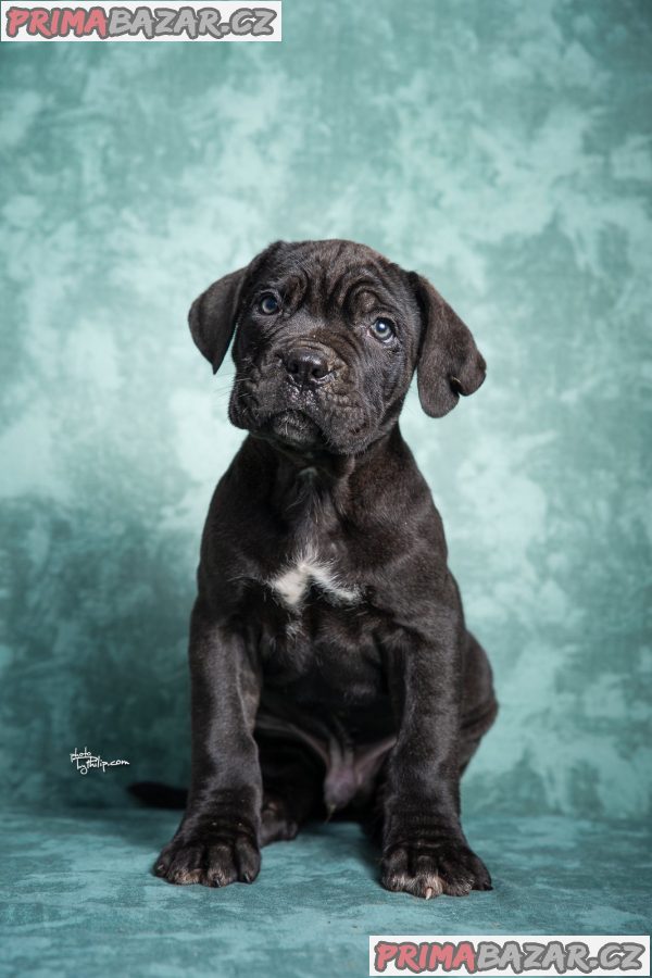 Cane Corso puppies Cane Corso puppies