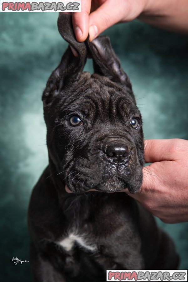 Cane Corso puppies Cane Corso puppies