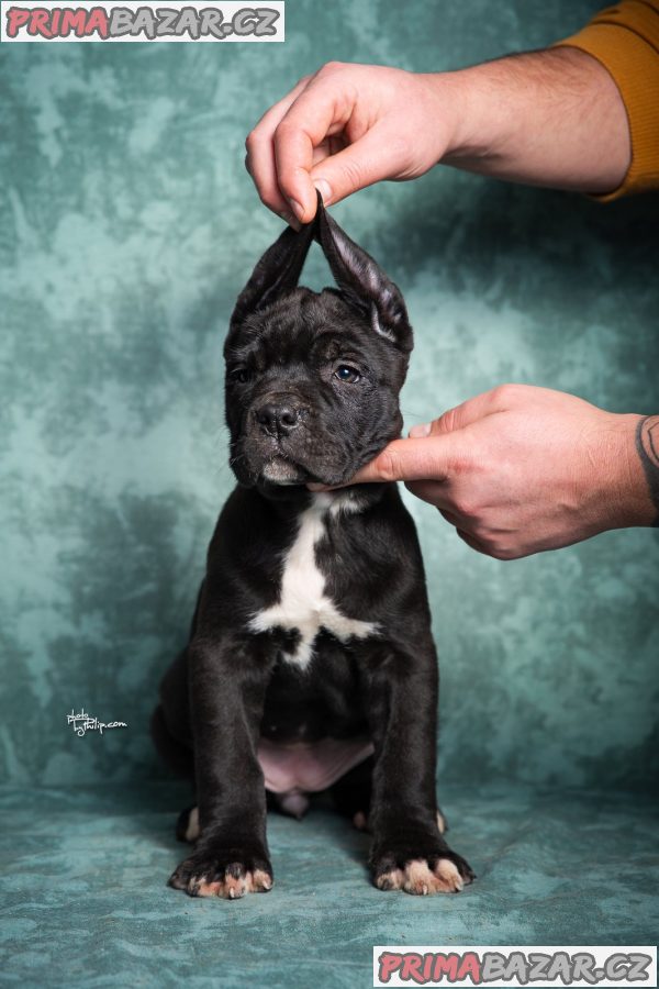 Cane Corso puppies Cane Corso puppies