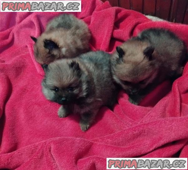 Pomeranian Spitz Pomeranian Spitz