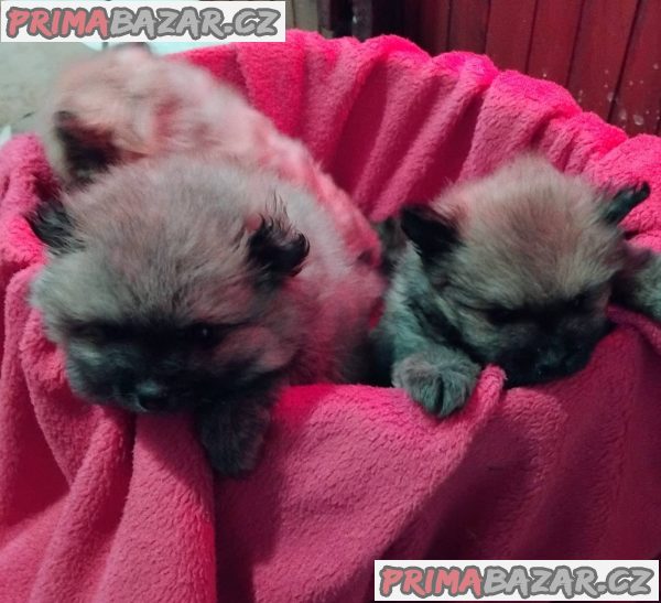 Pomeranian Spitz Pomeranian Spitz