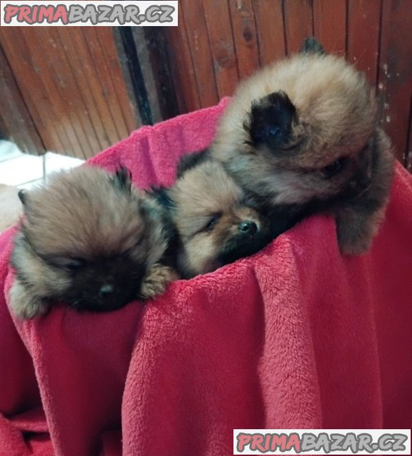 Pomeranian Spitz Pomeranian Spitz