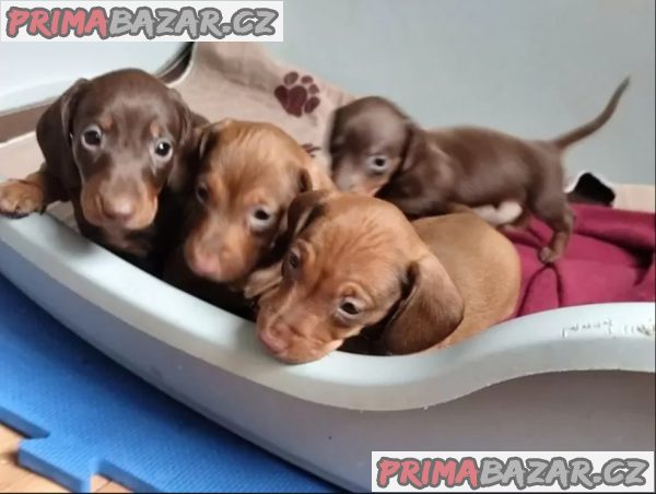 Jezevčík hladkosrstý trpasličí na prodej